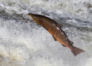 Salmon jumping